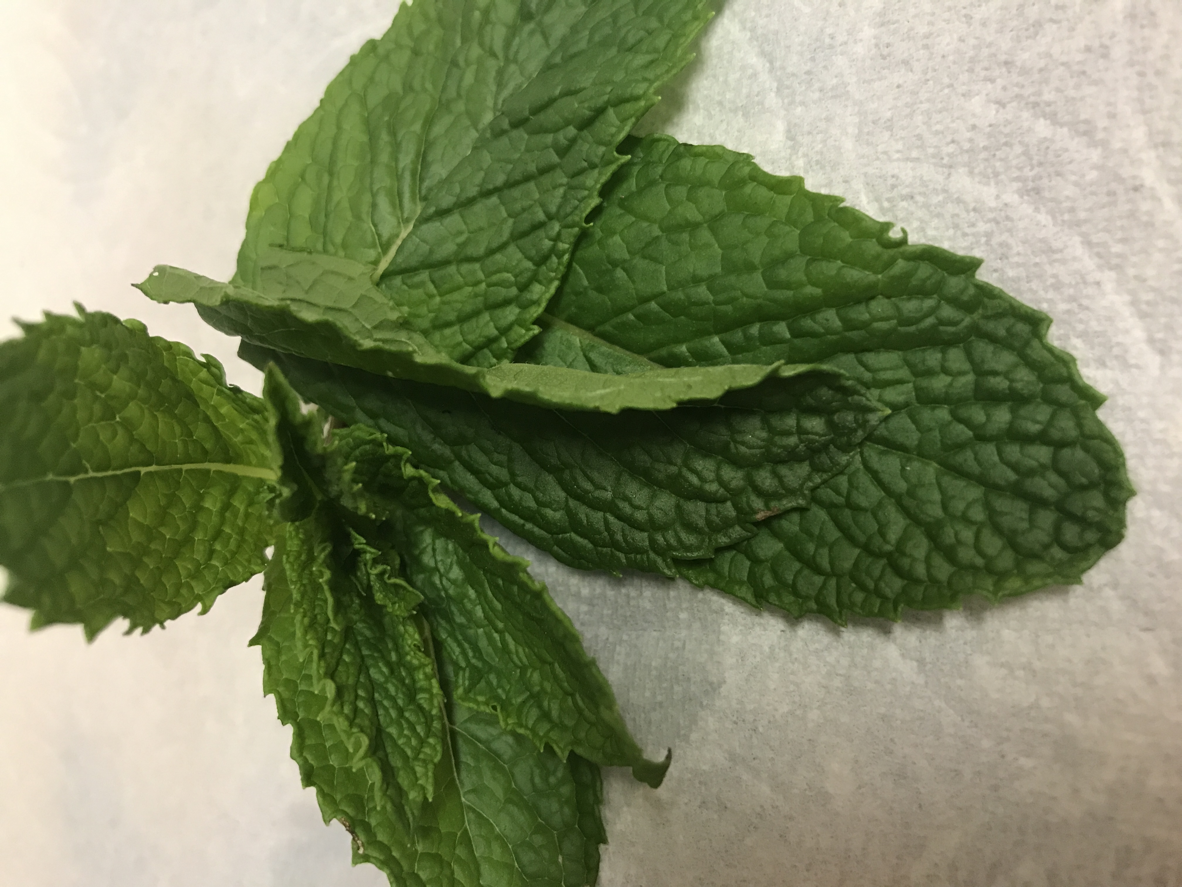 Mint Chinese herbs Katie Gaffney, OMD, L.Ac.